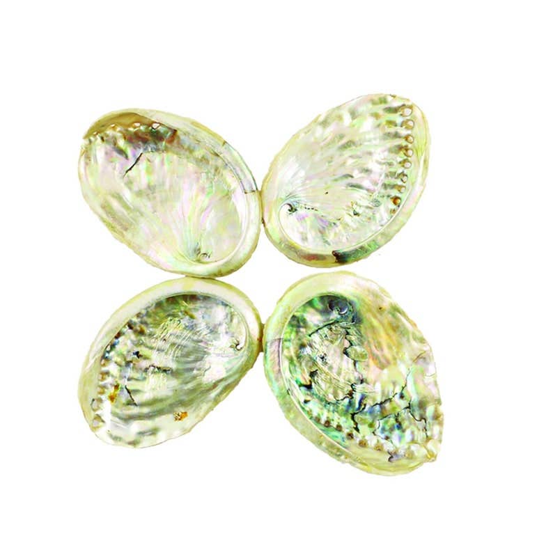 Threaded Abalone Shells