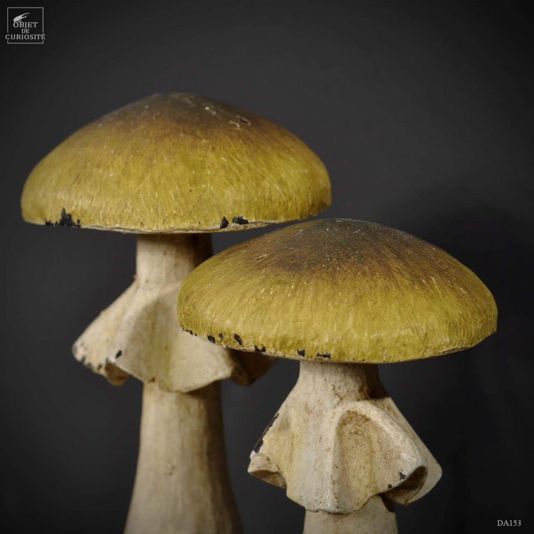 Artifact amanita phalloides