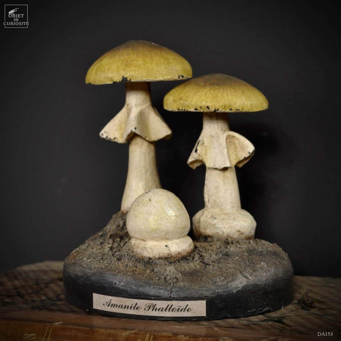 Artifact amanita phalloides