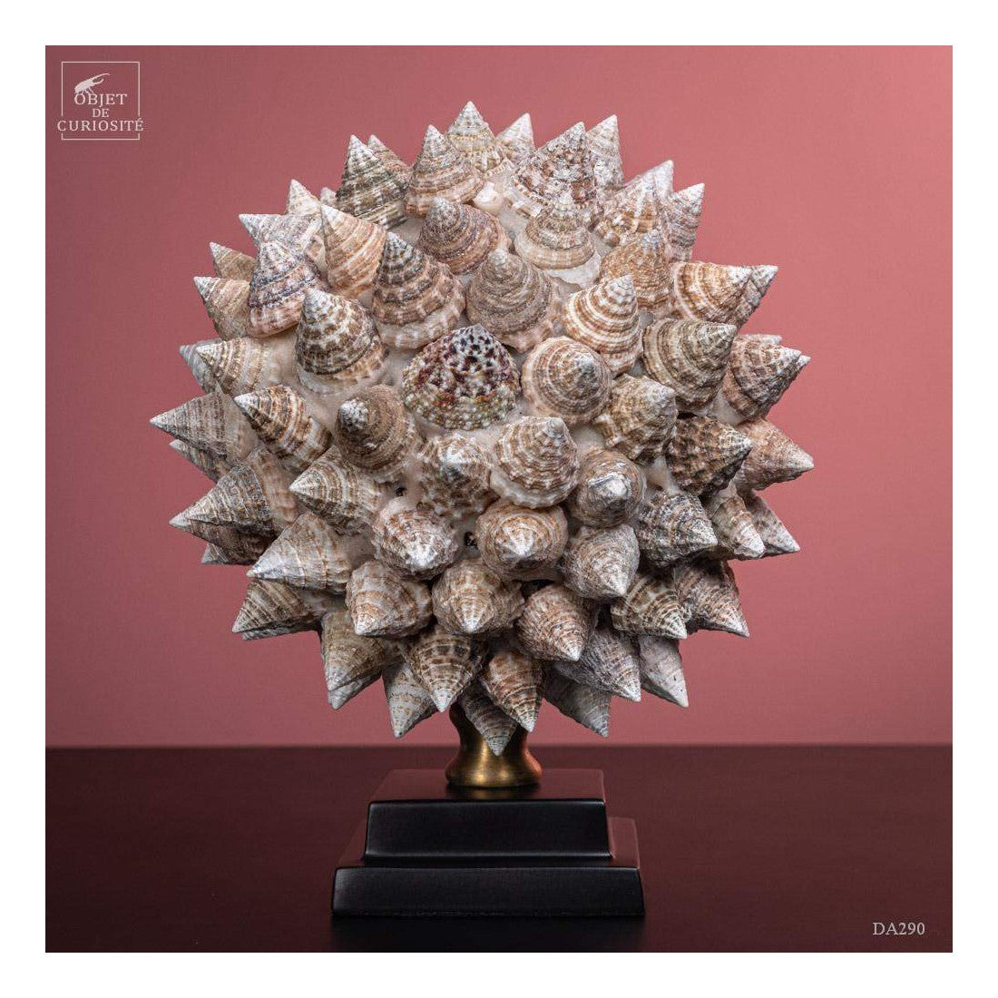 TROCHUS seashells ball on black base