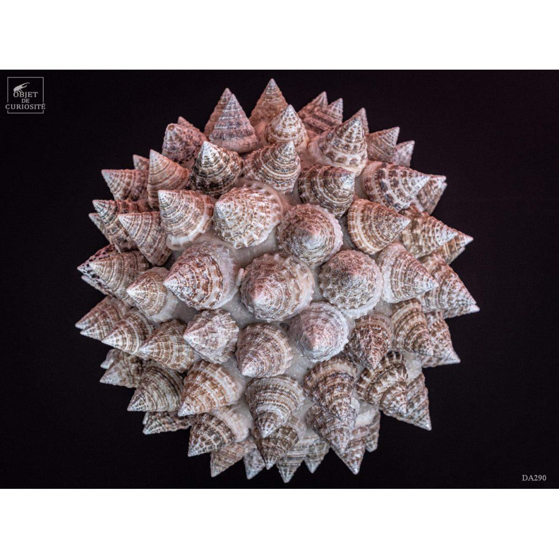 TROCHUS seashells ball on black base