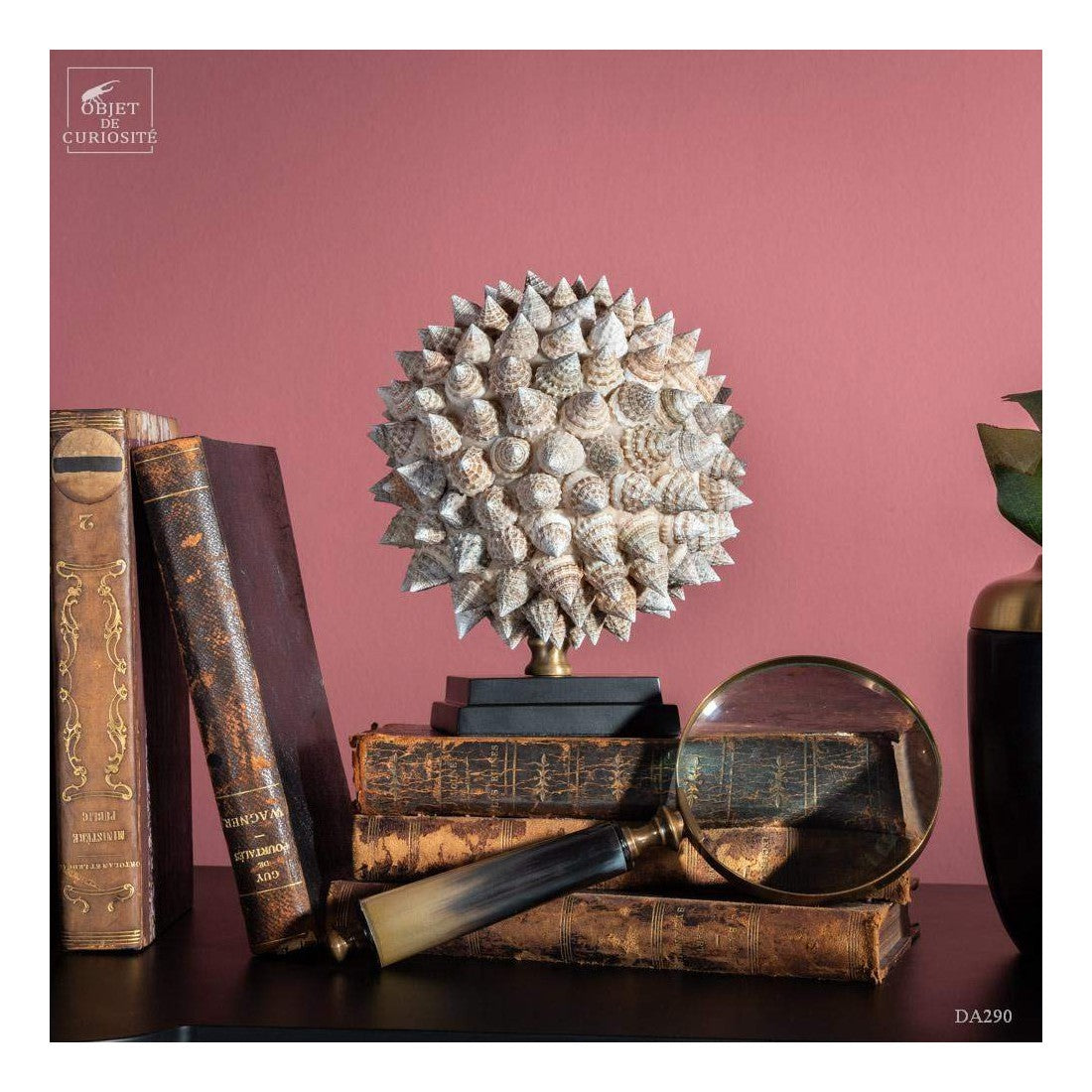 TROCHUS seashells ball on black base