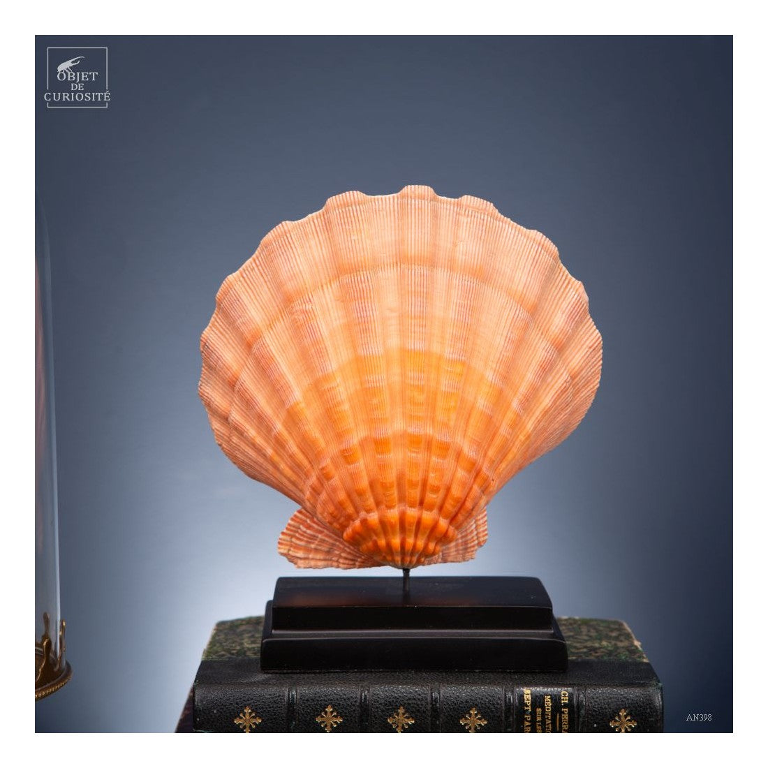 Orange scallop shell -Pecten subnodosus- on black base