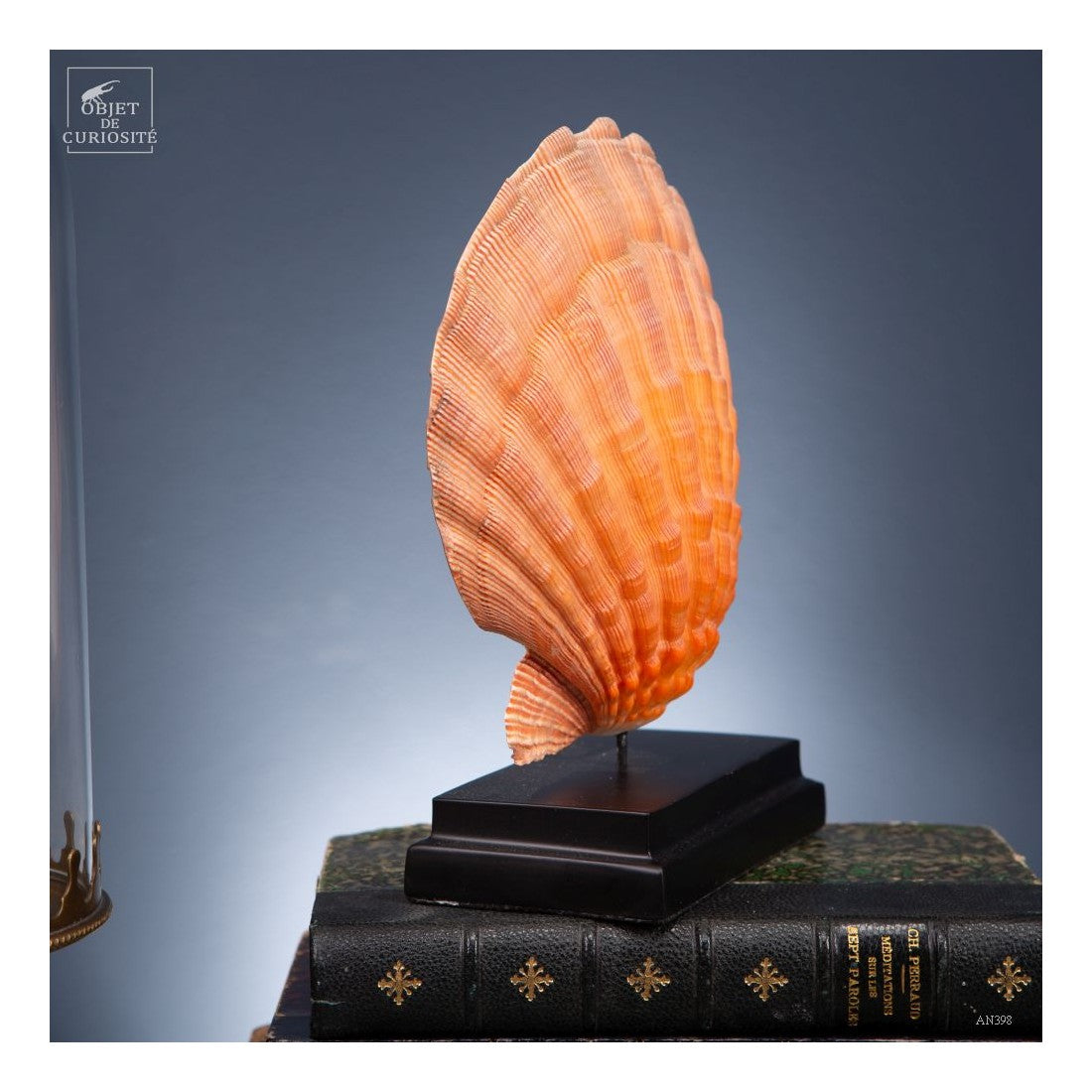 Orange scallop shell -Pecten subnodosus- on black base