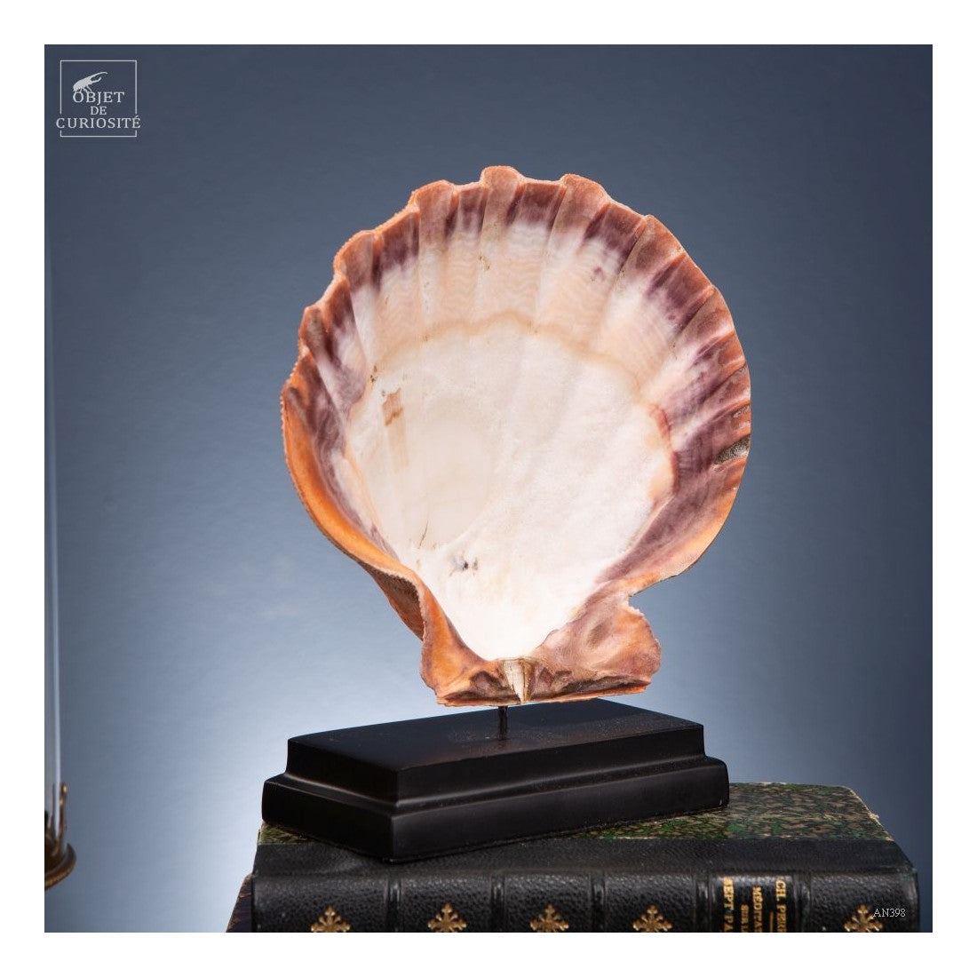 Orange scallop shell -Pecten subnodosus- on black base