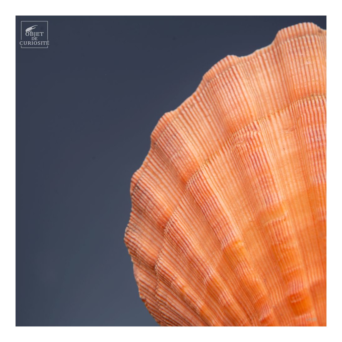 Orange scallop shell -Pecten subnodosus- on black base