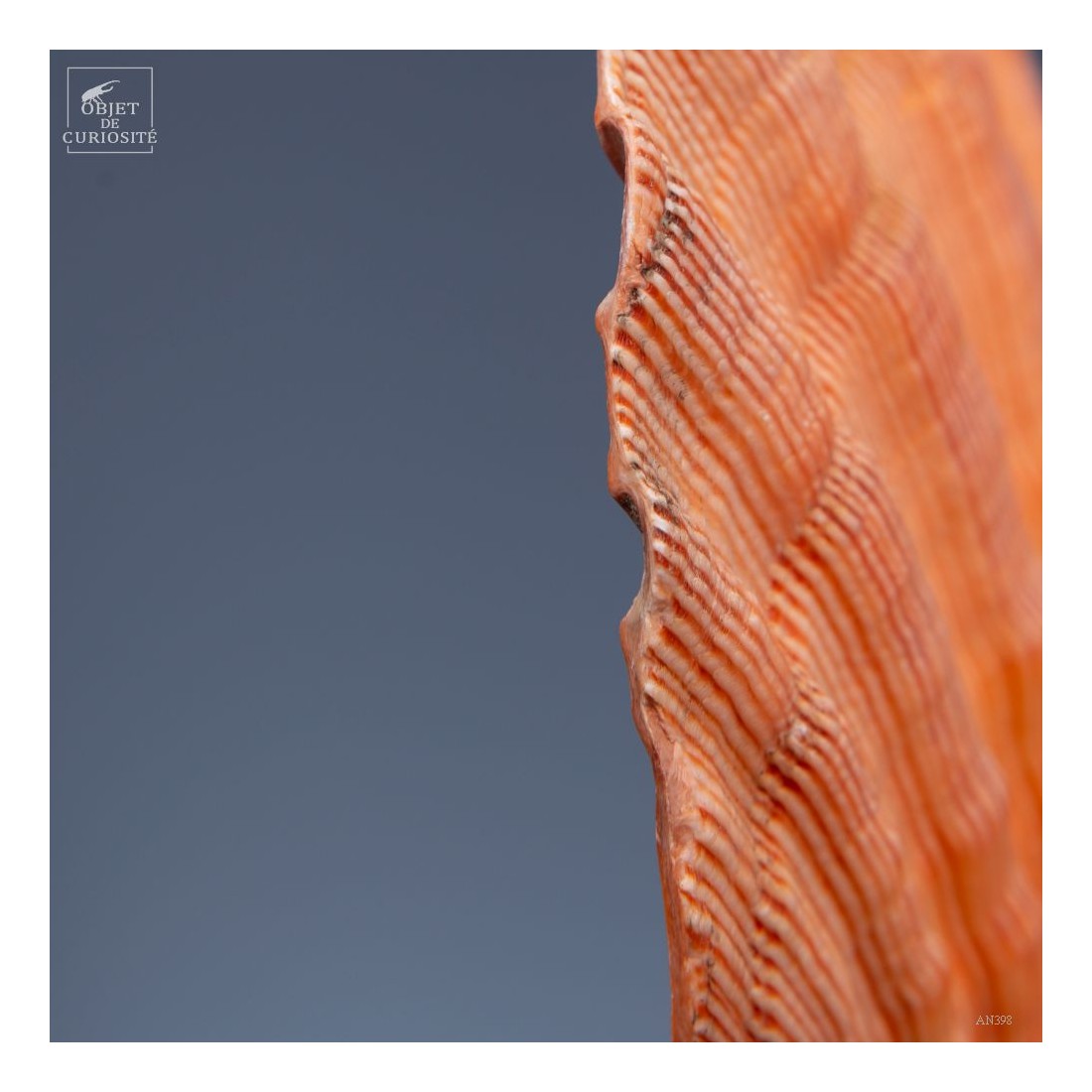 Orange scallop shell -Pecten subnodosus- on black base
