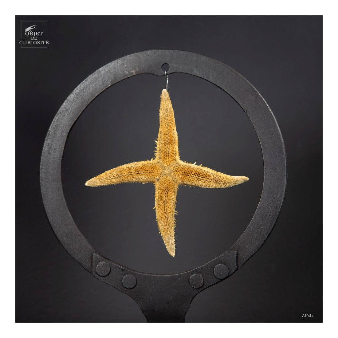 4 arms starfish in metal circle