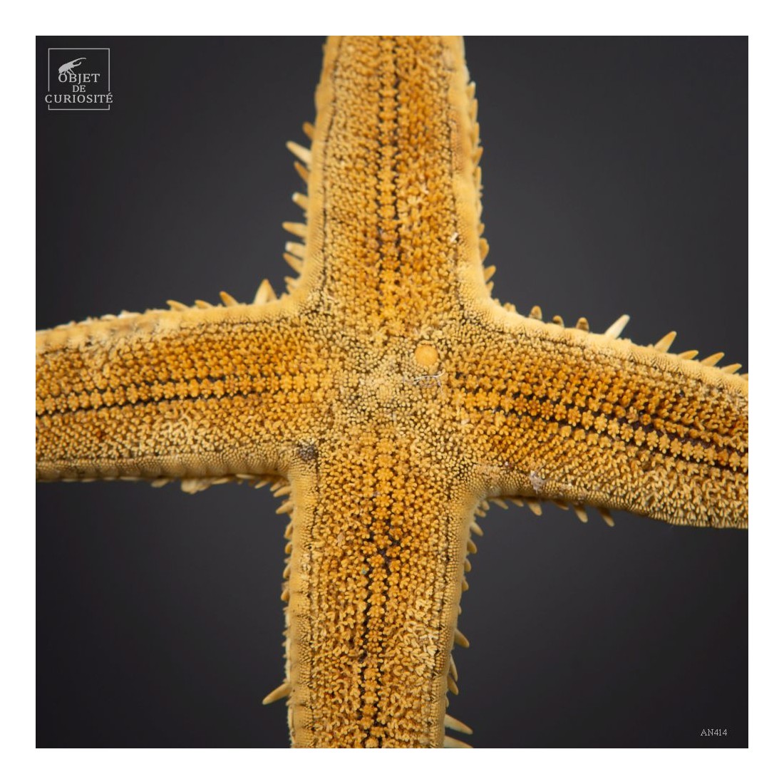 4 arms starfish in metal circle