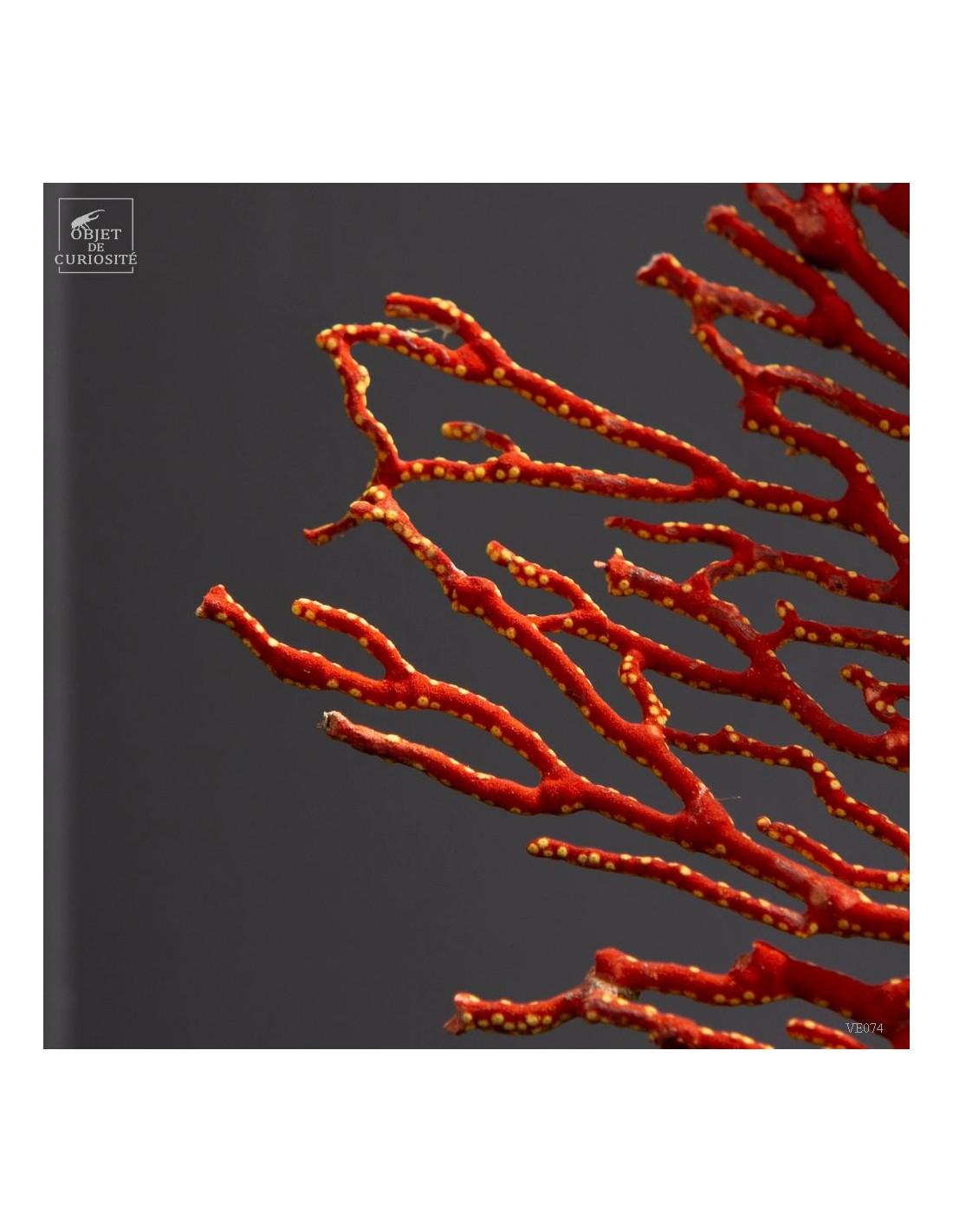 Red and yellow sea fan (Leptogorgia hebes)  black oak base