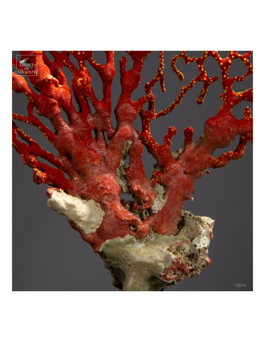 Red and yellow sea fan (Leptogorgia hebes)  black oak base