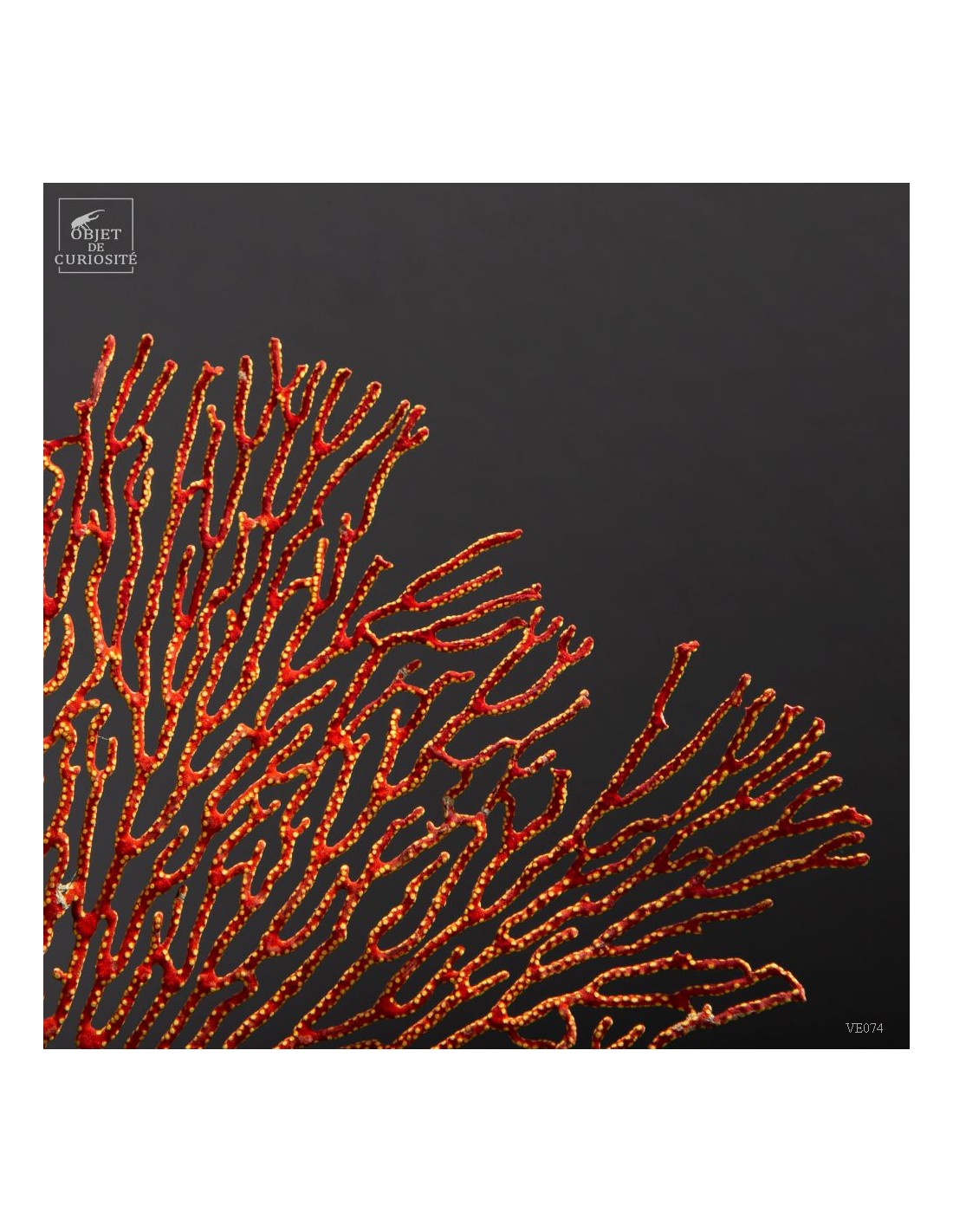 Red and yellow sea fan (Leptogorgia hebes)  black oak base