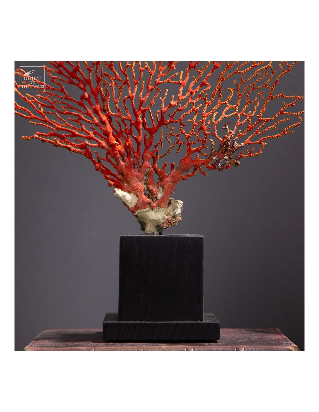 Red and yellow sea fan (Leptogorgia hebes)  black oak base
