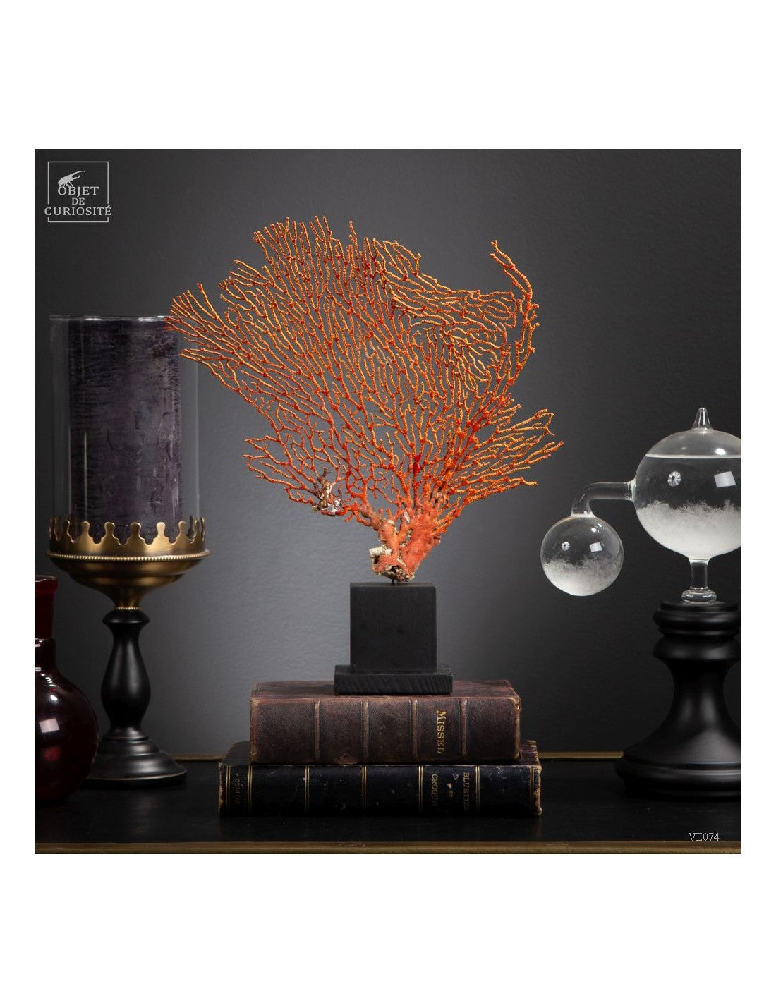 Red and yellow sea fan (Leptogorgia hebes)  black oak base