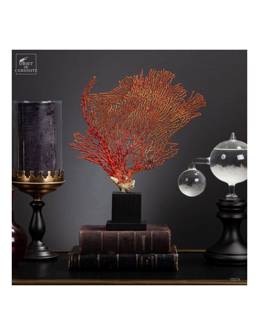 Red and yellow sea fan (Leptogorgia hebes)  black oak base