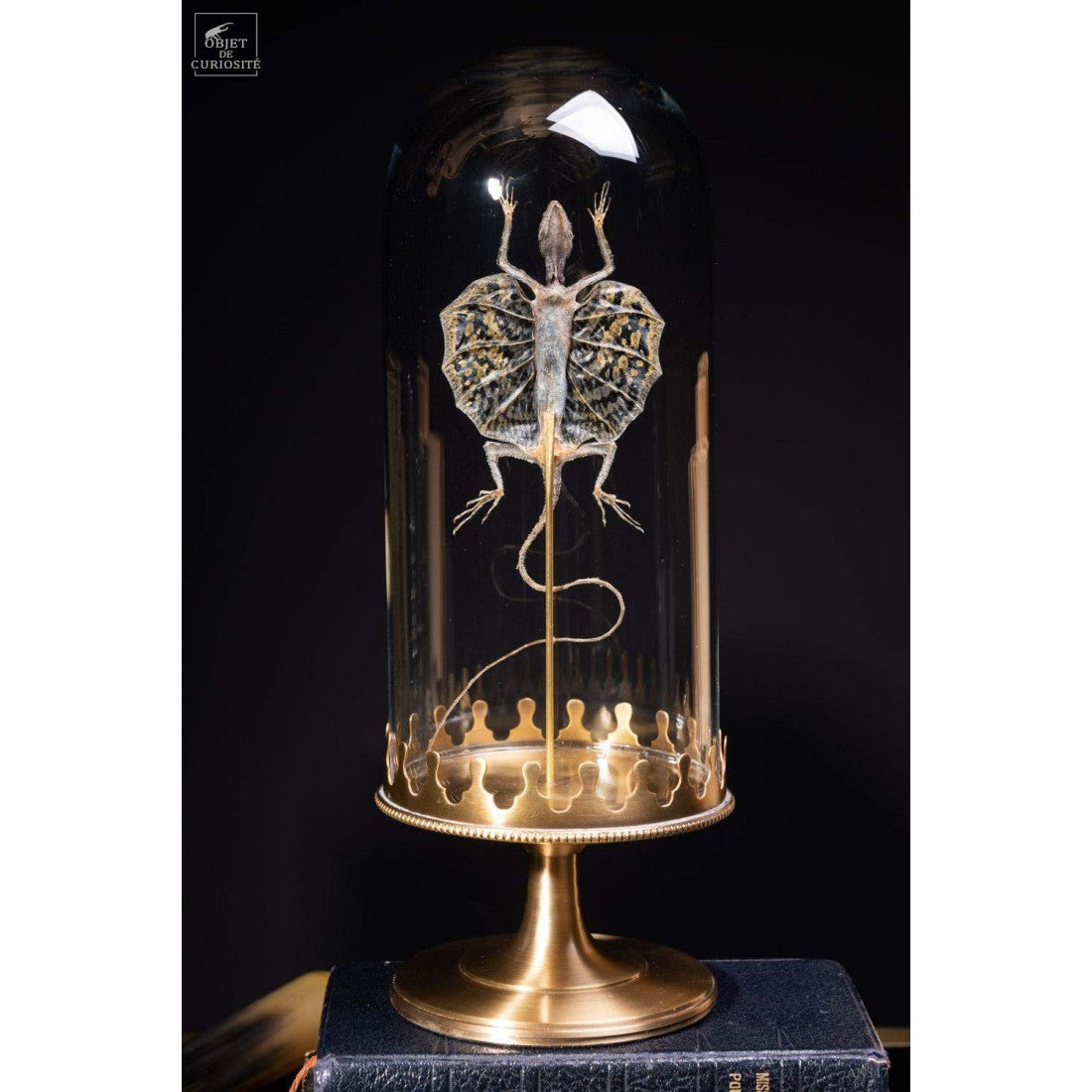 Flying lizard under glass with brass base