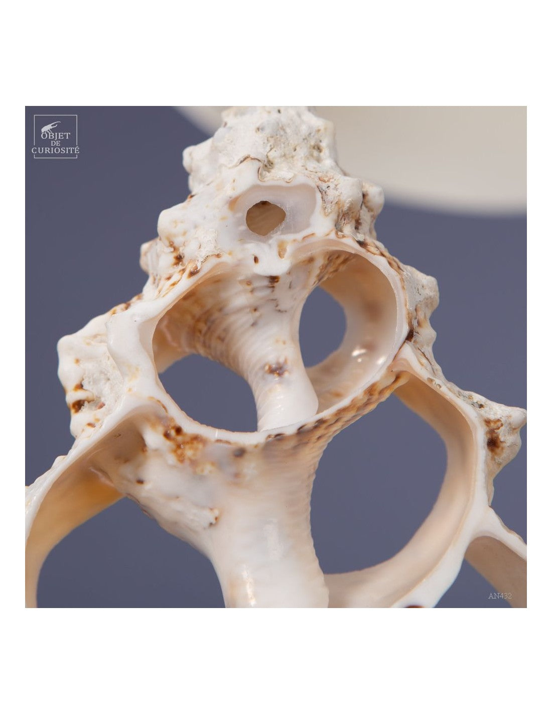 Central slice of a Bursa Bubo seashell