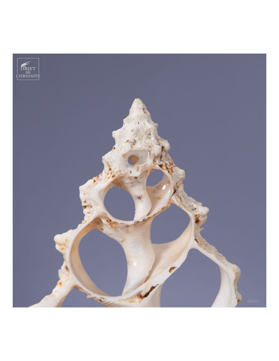 Central slice of a Bursa Bubo seashell